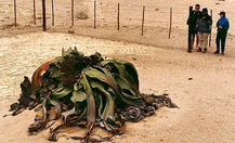 Welwitschia_5_thumb