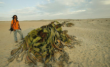 Welwitschia_6_thumb