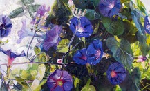 Bindweed40x90-11_thumb