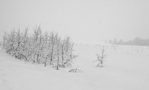 _dsc4453_thumb