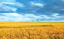 Ukraine_thumb