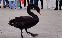 Black-swan-tiananmen-square-sept-5-2021-med-e1632712467445_thumb